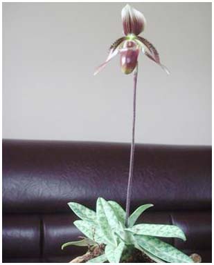 Picture 2 of Breeding successfully spread strange comedy