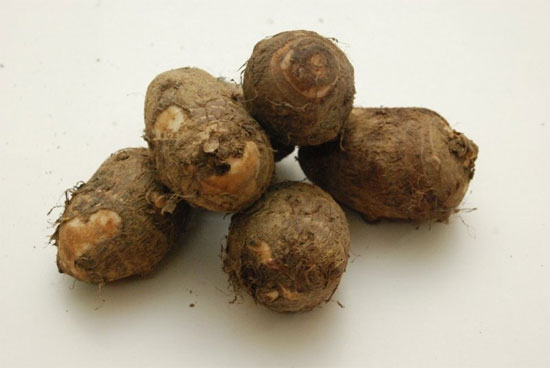 Picture 1 of Breeding taro by tissue culture method