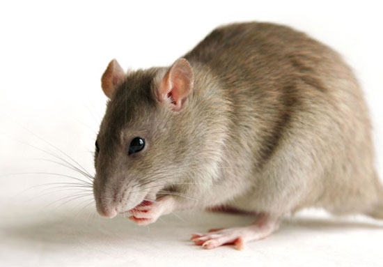 Picture 1 of Breeding teeth in kidney mice