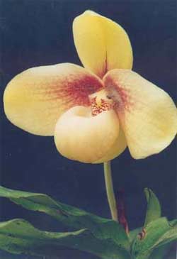 Breeding two rare and precious orchid species images 10