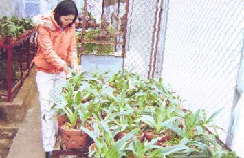 Breeding two rare and precious orchid species images 3