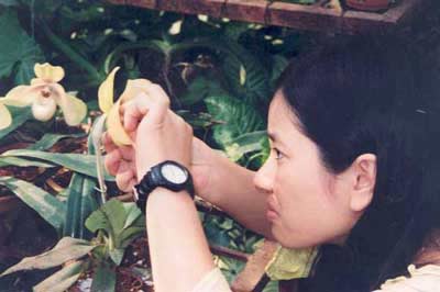 Breeding two rare and precious orchid species images 4