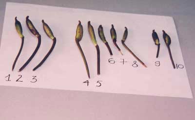 Breeding two rare and precious orchid species images 5