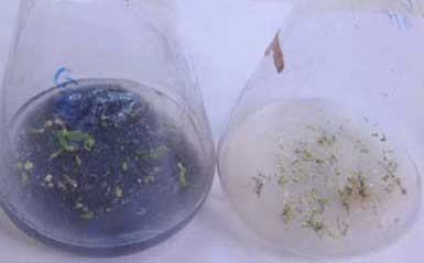 Breeding two rare and precious orchid species images 6