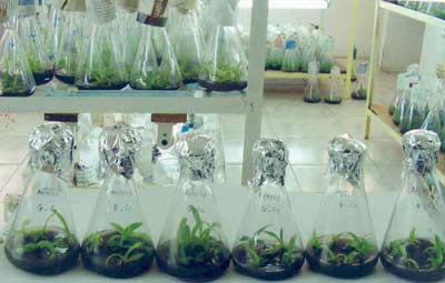 Breeding two rare and precious orchid species images 7
