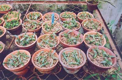 Breeding two rare and precious orchid species images 8