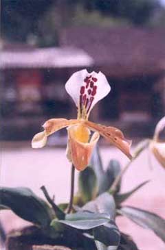 Breeding two rare and precious orchid species images 9