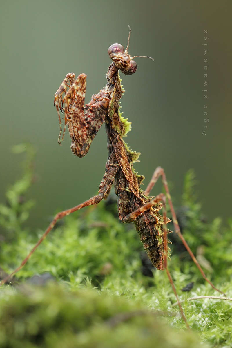 Picture 10 of Bright beauty of small animals