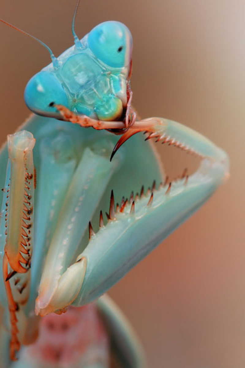 Picture 12 of Bright beauty of small animals