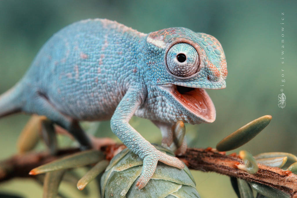 Picture 13 of Bright beauty of small animals