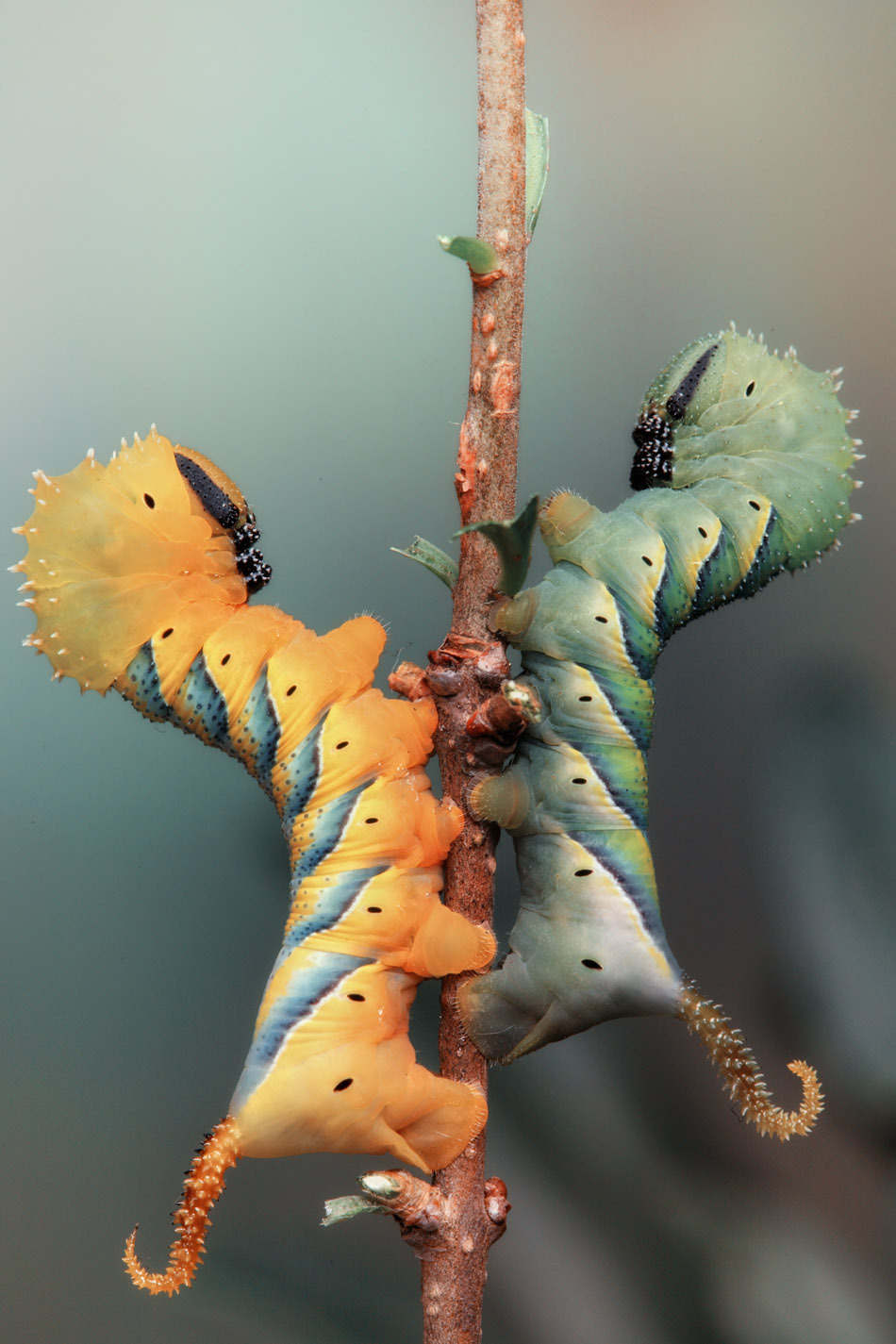 Picture 15 of Bright beauty of small animals