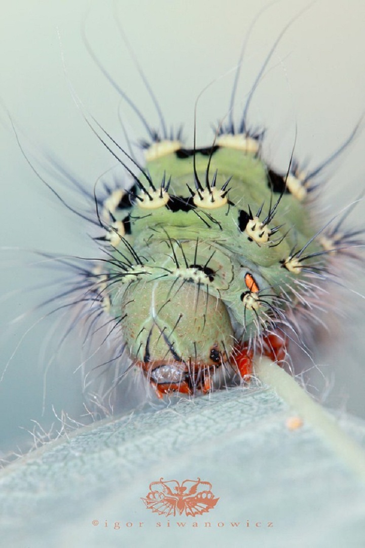 Picture 16 of Bright beauty of small animals