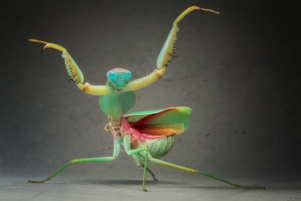 Picture 8 of Bright beauty of small animals