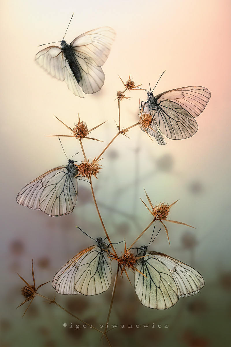 Picture 9 of Bright beauty of small animals