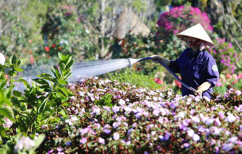 Picture 15 of Brilliant colors at the 2015 Dalat flower festival