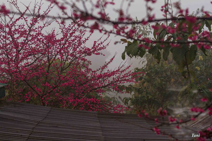 Picture 7 of Brilliant island cherry blossom thousand trees on Dien Bien land