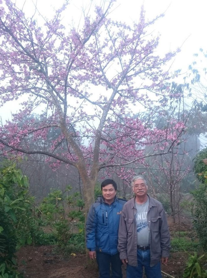 Picture 9 of Brilliant island cherry blossom thousand trees on Dien Bien land