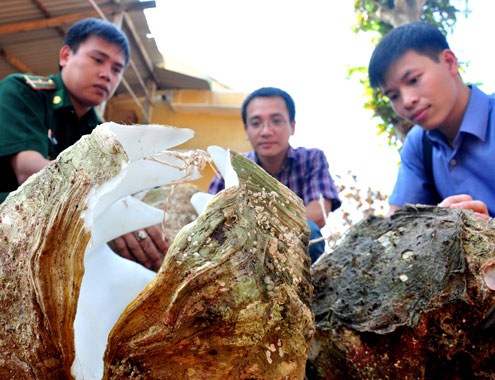 Picture 1 of Bringing rare and precious scallops into Vietnam Nature Museum