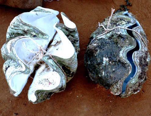 Picture 2 of Bringing rare and precious scallops into Vietnam Nature Museum