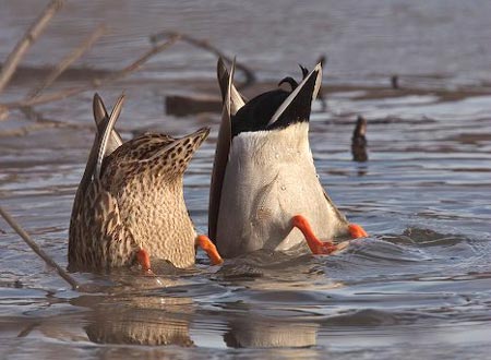 Picture 1 of British people are angry with studying bathing ducks