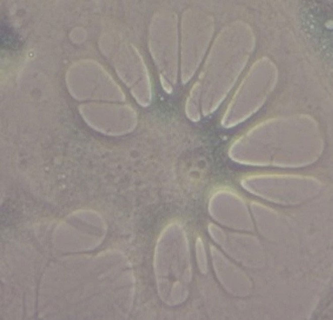 Picture 2 of British scientists reverse the aging process of human cells