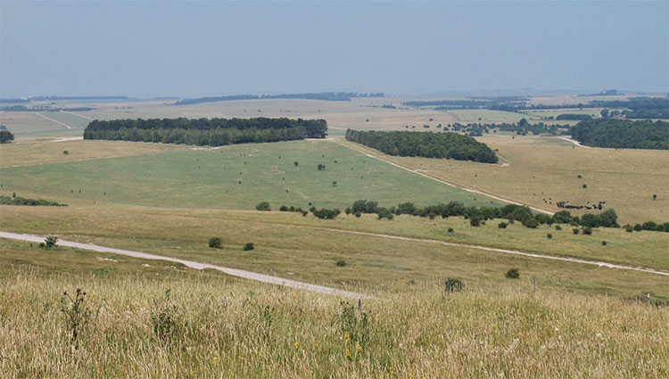 Picture 1 of British scientists try to revive the pasture land