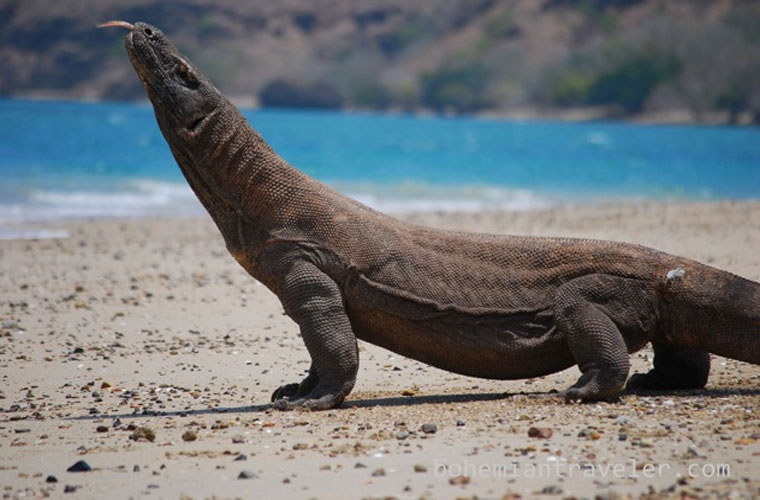 Picture 7 of Brutal assassins in the animal world