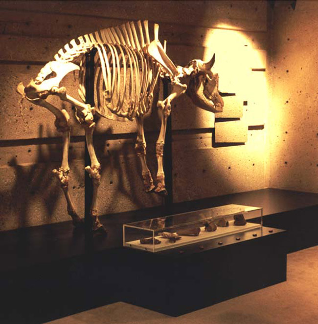 Picture 12 of Buffalo trap Head-Smashed-In - Canada