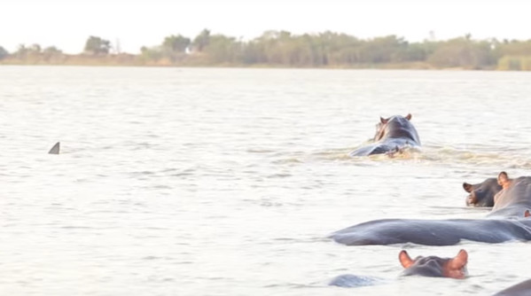 Picture 1 of Bull sharks face hippopotamus