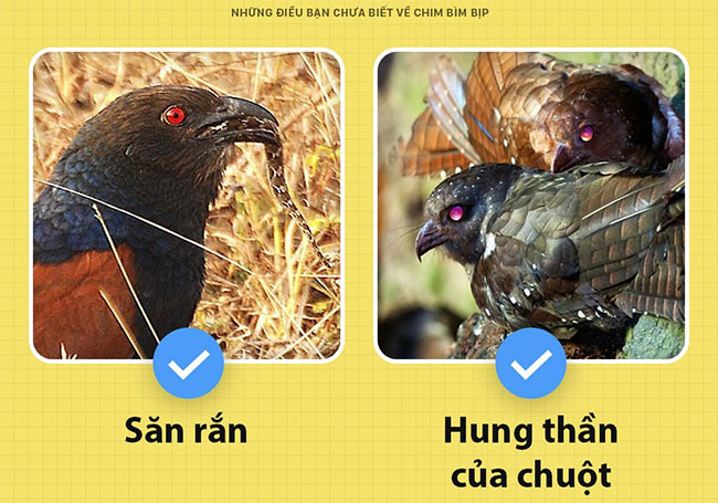 Picture 3 of Bumblebee - a bird that can keep a house in place of a dog