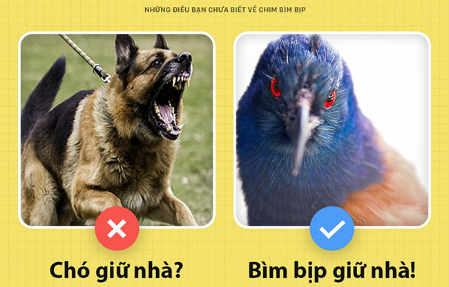 Picture 4 of Bumblebee - a bird that can keep a house in place of a dog