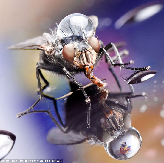 Picture 9 of Bunch of poisonous insects, rare and rare
