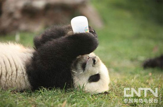 Picture 8 of Bunch of super funny pandas