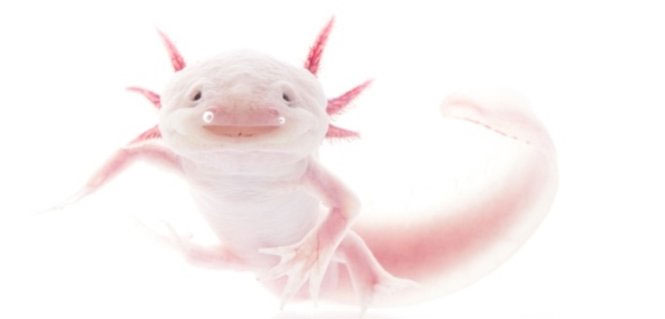Bunch of toxic, strange and rare amphibians in the world images 1