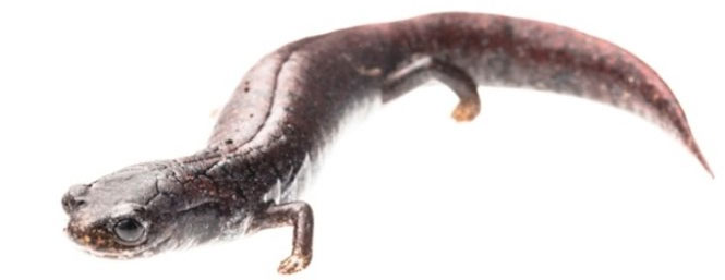 Bunch of toxic, strange and rare amphibians in the world images 2