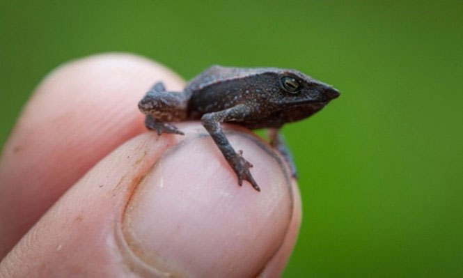 Bunch of toxic, strange and rare amphibians in the world images 3