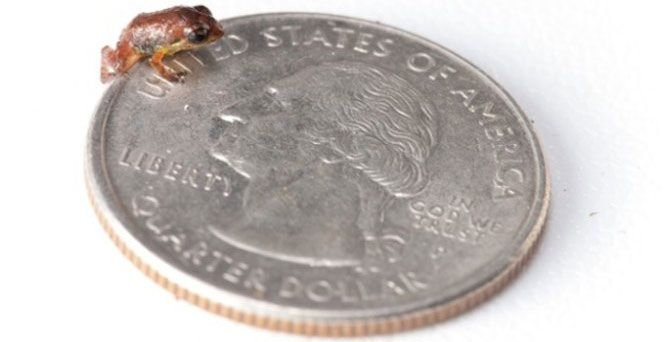 Bunch of toxic, strange and rare amphibians in the world images 4