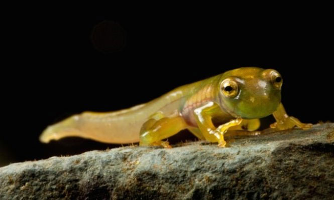 Bunch of toxic, strange and rare amphibians in the world images 5