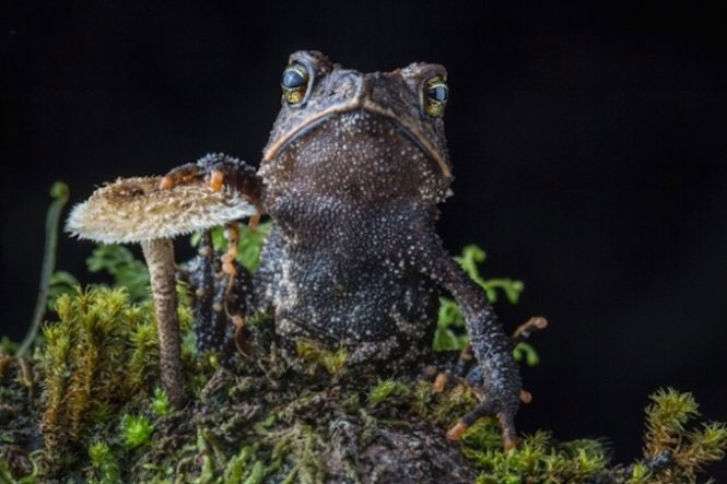 Bunch of toxic, strange and rare amphibians in the world images 6
