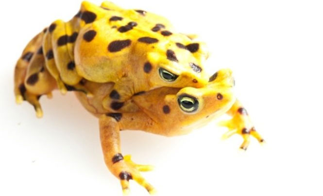 Bunch of toxic, strange and rare amphibians in the world images 7
