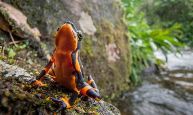 Bunch of toxic, strange and rare amphibians in the world images 8