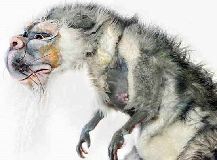 Picture 3 of Bunyip - The extinct monster in Australia