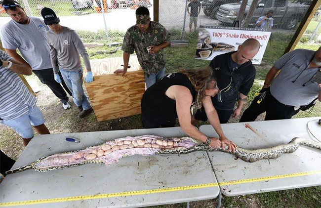 Picture 2 of Burmese pythons threaten to 'swallow' Florida