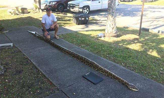 Picture 3 of Burmese pythons threaten to 'swallow' Florida