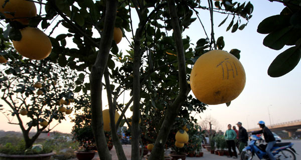 Picture 10 of Bustling 'Tet flowers' in the Capital