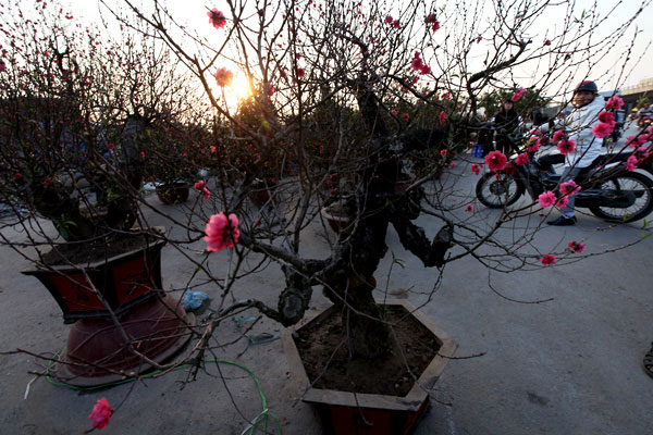 Picture 16 of Bustling 'Tet flowers' in the Capital