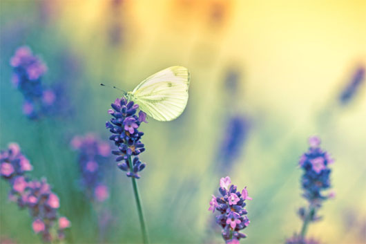 Picture 1 of Butterflies and bright colored dragonflies thrive due to warm Europe