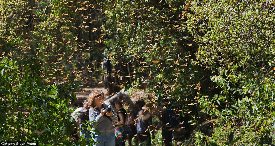 Picture 7 of Butterflies are beautiful like fairytale in Mexico