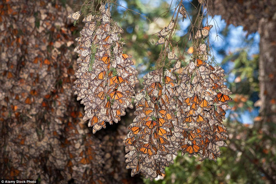 Picture 8 of Butterflies are beautiful like fairytale in Mexico