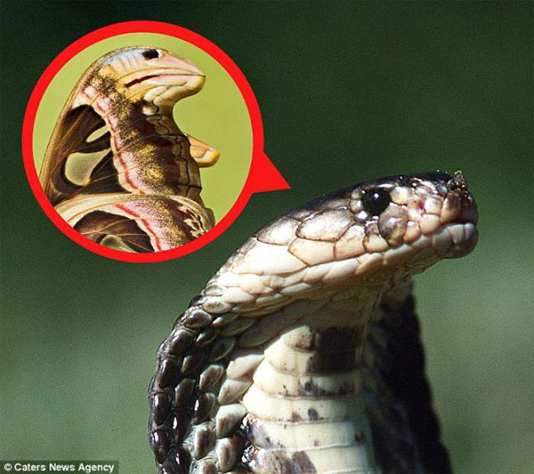 Picture 1 of Butterflies disguising themselves as tigers threaten enemies terribly